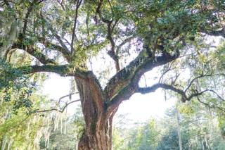 Magnolia Plantation and Gardens - 6