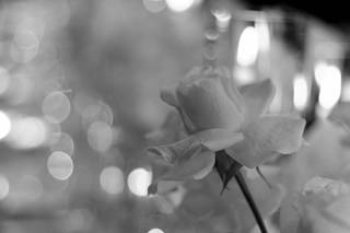 Dany's Designs and Events - 6