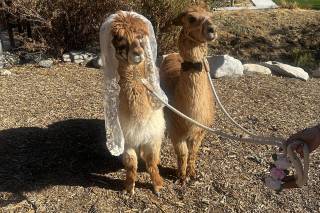 Weddings at Reptacular Animals Ranch in the Forest - 5