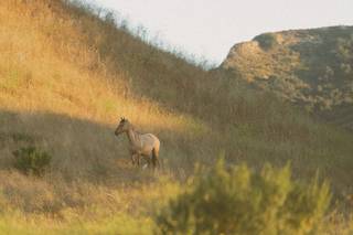 Las Cumbres Ranch - 7