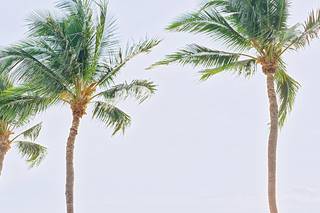 Tropical Maui Weddings - 6