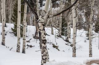 Rocky Mountain Weddings - 14