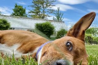 Harriet’s Hounds: Dog Walking & Pet Sitting - 7