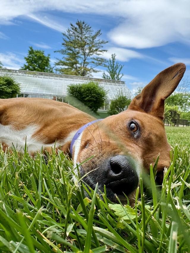 Harriet’s Hounds: Dog Walking & Pet Sitting - 3