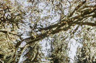 Savanna Marlee Photography - 10