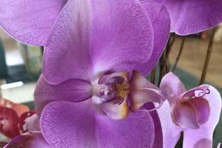 Ft Myers Express Floral - 6