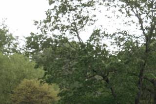 The Garden at Elm Bank - 5