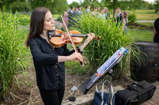 Perfect Harmony Violin - 6