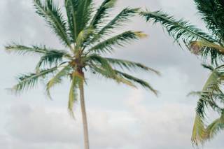 Caribbean Wedding - 7