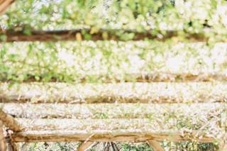 Arrowhead Pine Rose - 5