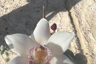 Dreams Cap Cana - 4
