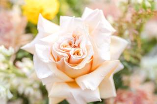 Leslie Ann Photography - 9
