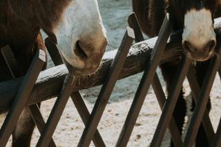 Satolah Creek Farm - 5