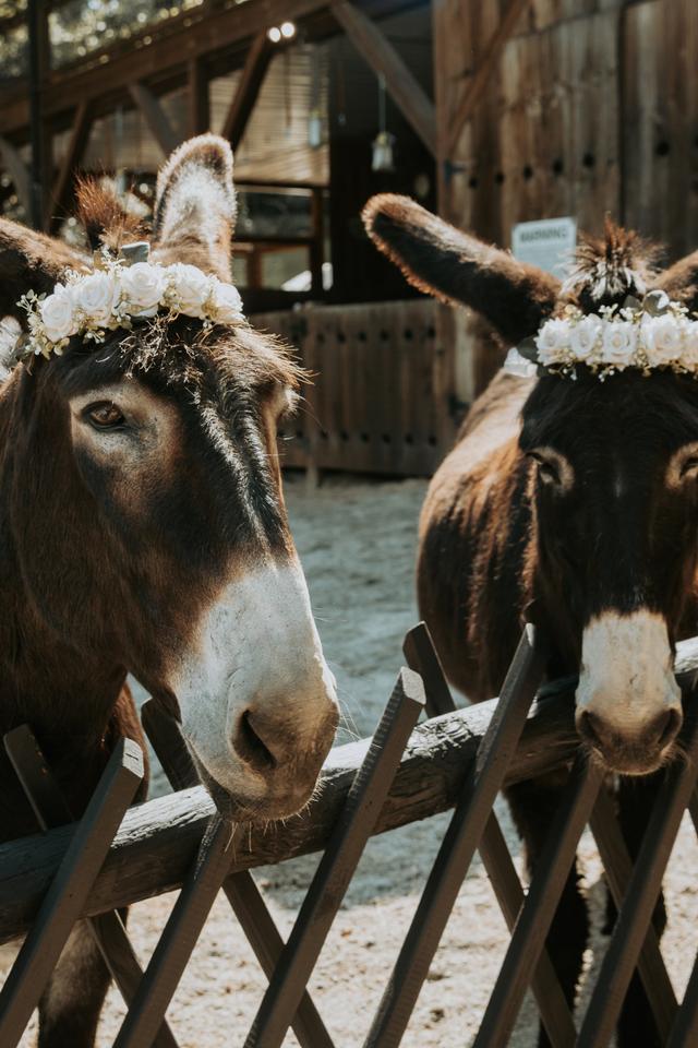 Satolah Creek Farm - 2