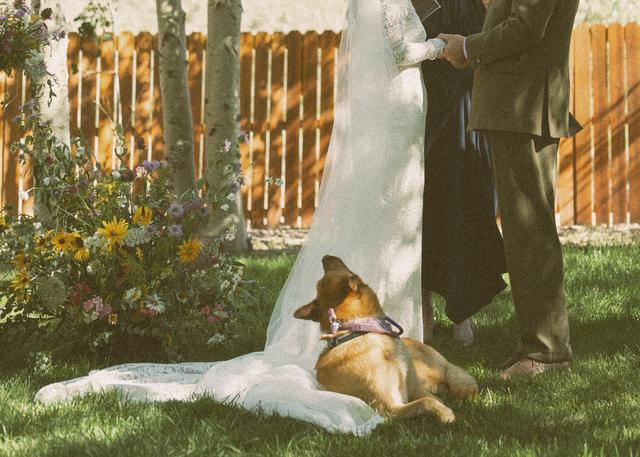 Green Fox Events & Guest Services - 1