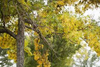 Yellow Paddle Photography - 100