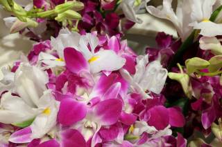 Ilima Flowers - 6