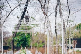 Tropical Occasions - 52