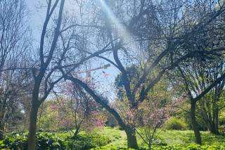 Fullerton Arboretum - 14