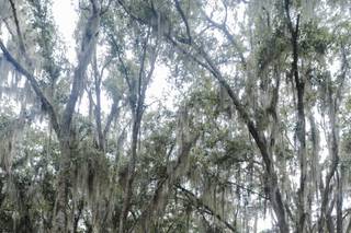 Florida Rustic Barn Weddings - 6