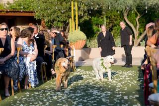 Wedding Tails- PET HANDLER - 16
