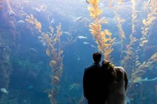 Birch Aquarium - 7