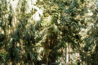 Evergreen Gardens - 6