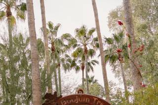 Boojum Tree - 5