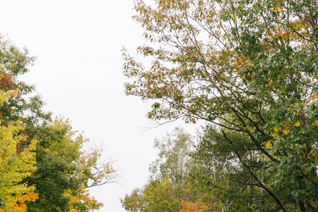 100-Acre Wood Weddings 2