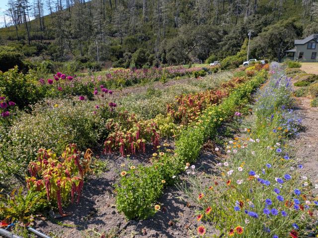 Green Oaks Creek Farm - 3