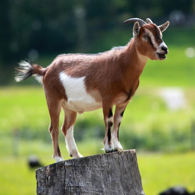 Nicki Ahrens Photography - 1