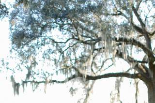 Bok Tower Gardens - 12