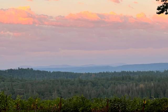 Lucchesi Vineyards & Winery 5