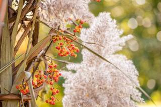 Fernwood Botanical Gardens - 11