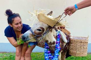 Florida Beer Burros - 8