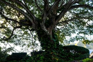 Shannon Sasaki Photography - 10