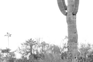 Pinkerton Photography - 35