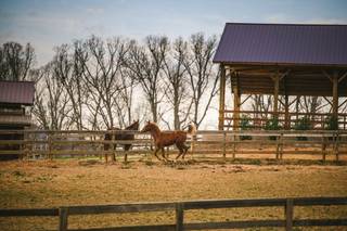 The Farm - 48