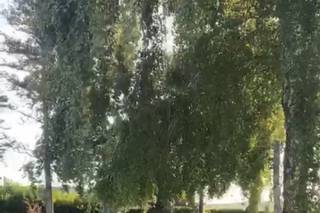 Mariposa String Quartet - 4