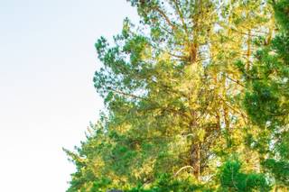 Weddings at Schnepf Farms - 39