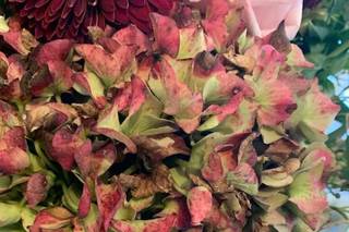 Flowers Unlimited - 13