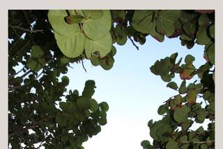 Cocoa Beach Weddings - 13