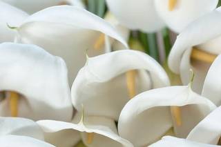 Cassandra Shah Flowers & Event Design - 16