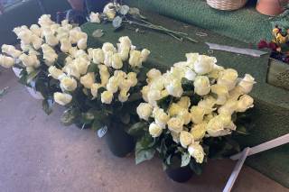 Schneiders Flowers - 5