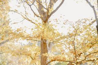 Ali Nicole Photography - 17