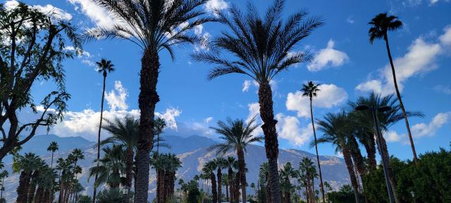 The Saguaro - 4