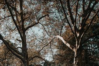 Parque Ridley Creek - 46