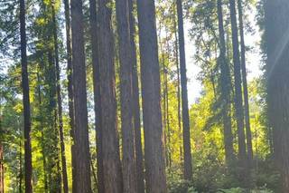 Sparrow Valley Retreat - 6
