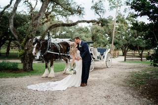 Whispering Pines Clydesdales - 1