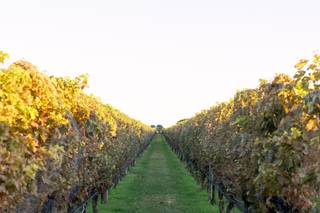 Tom Schelling Photography - 48